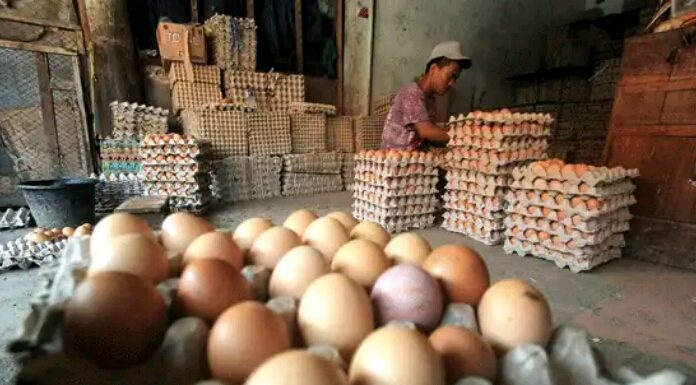 Produksi Telur Surplus 10.902 Ton