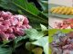 Tips Masak Daging Biar Empuk, Baluri Nanas hingga Daun Pepaya