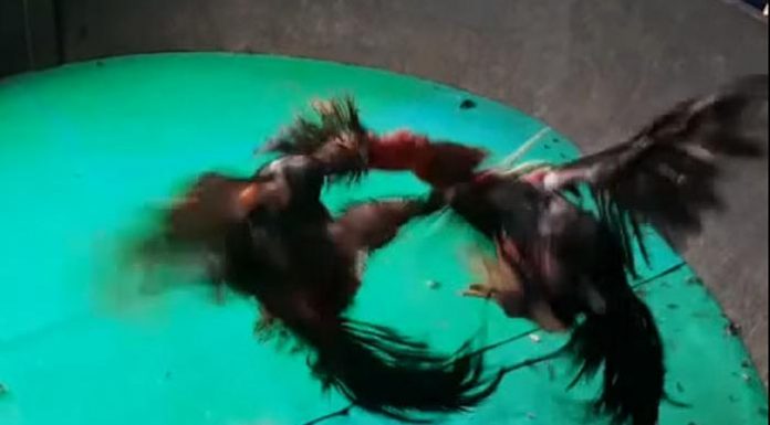 Polisi Amankan Pelaku Judi Sabung Ayam