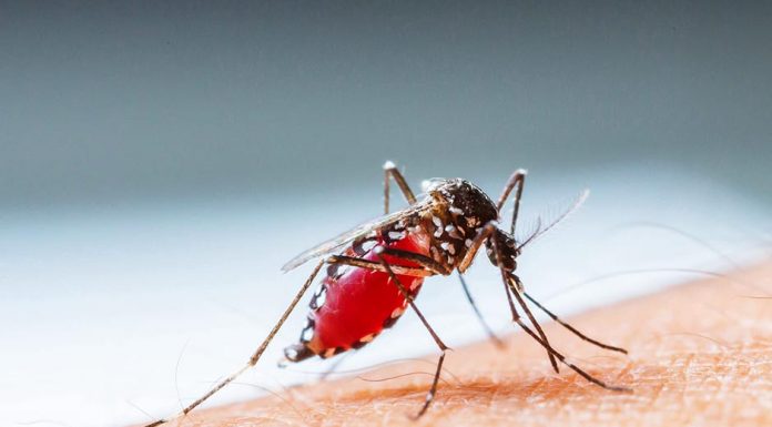 Penyakit DBD Tak Hanya Menyerang di Musim Hujan, Waspada