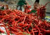 Harga Cabai Jatuh, Ini Solusi dari Kementan
