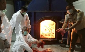 Balai Karantina Pertanian Kelas II Cilegon Musnahkan Sapi Bali Berpenyakit