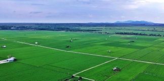 Lawan Alih Fungsi, Pemerintah Siapkan Perpres Lahan Pertanian Pangan Berkelanjutan