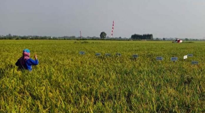Petani Kapuas Manfaatkan Embung untuk Lahan Rawa