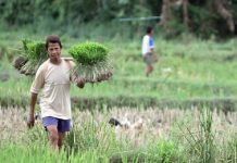 Kementan Akan Beri Bantuan Sawah yang Terdampak Bencana
