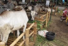 Kabupaten Badung Asuransikan Ratusan Ekor Sapi Betina