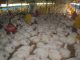 Harga Jual dari Peternakan Jatuh, Harga Ayam di Pasar Majalengka Masih Tinggi