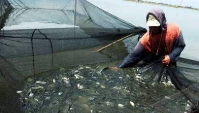 Capai 1.891 Ton, Produksi Ikan Tawar Lebak Triwulan I-II 2019