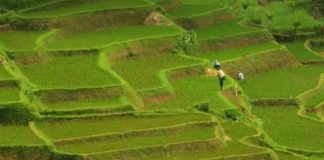 Cetak Sawah Baru, Kementan Terapkan Dua Cara