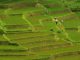 Cetak Sawah Baru, Kementan Terapkan Dua Cara