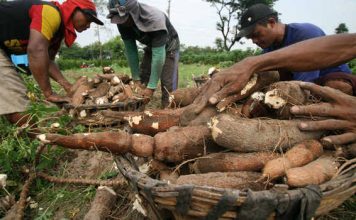 Produksi Ubi Kayu di Lebak Tembus 45.230 Ton Dengan Luas Tanam 2.539 Hektare