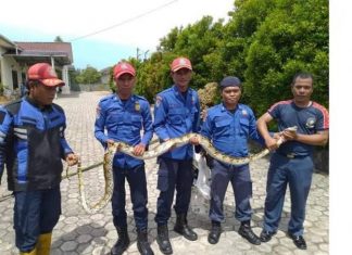 BPBD Lebak Mintab Kepada Warga Waspadai Ular Berbisa Pada Musim Penghujan