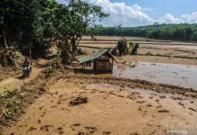 Distan Banten: Sawah Terdampak Banjir Bandang di Lebak Capai 890,5 Hektare