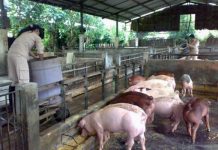 Selain Virus Corona, Pemprov Banten Juga Waspadai Penyakit Babi Africa