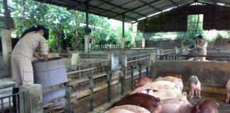 Selain Virus Corona, Pemprov Banten Juga Waspadai Penyakit Babi Africa