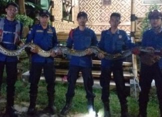 Tengah Asyik Nongkrong, Kelompok Pemuda di Ciputat Dikagetkan Ular Sanca