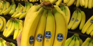 Distan Banten Dorong Petani Kembangkan Pisang Cavendish Yang Populer di Dunia