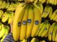 Distan Banten Dorong Petani Kembangkan Pisang Cavendish Yang Populer di Dunia
