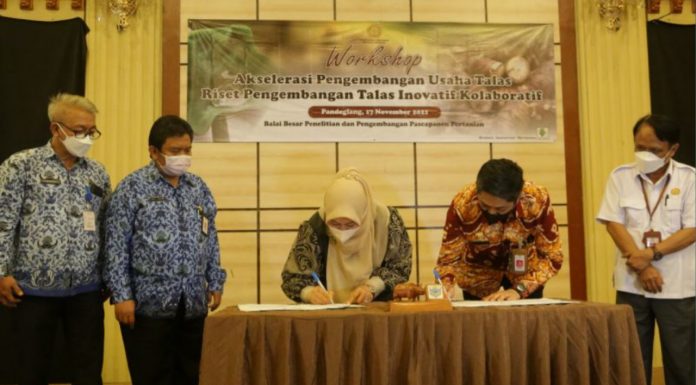Akselerasi pengembangan talas beneng di Kabupaten Pandeglang
