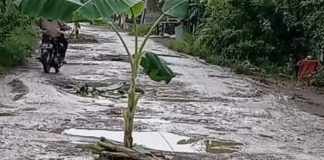 Jalan Rusak Ditanami Pisang Ini Ada di Pusat Ibukota Provinsi Banten