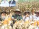 Terima PIN Ketahanan Pangan, Walikota Serang Siapkan Lahan Produktif Untuk Ladang Jagung