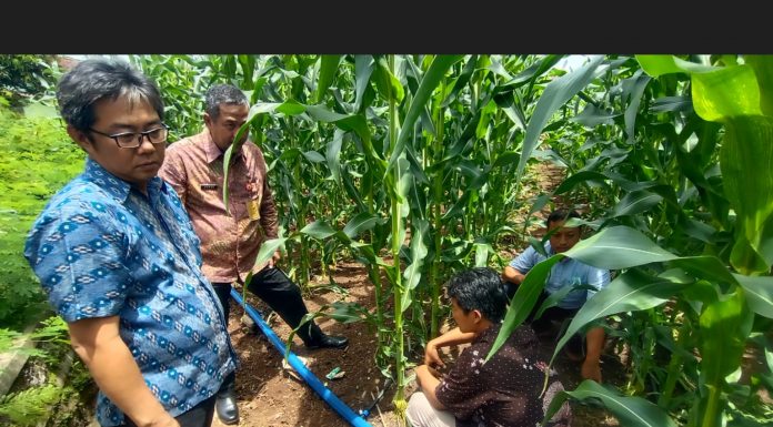 DJN dan Pemprov Banten Gandeng Perhutani Pulihkan Ketahanan Ekonomi dengan Tani Jagung