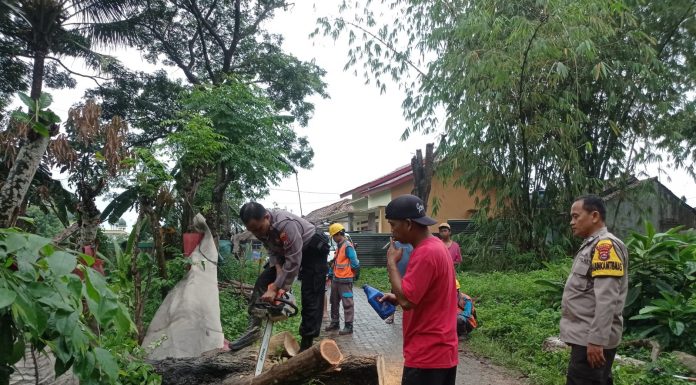 Hujan Disertai Angin Kencang Sebabkan Pohon Tumbang di Kragilan