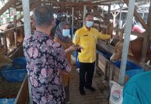 DKPP Kabupaten Serang Pastikan Hewan Qurban Dalam Kondisi Sehat