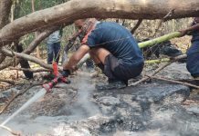 14 Hektare Hutan di Pulau Deli, Kecamatan Cikeusik, Kabupaten Pandeglang terbakar