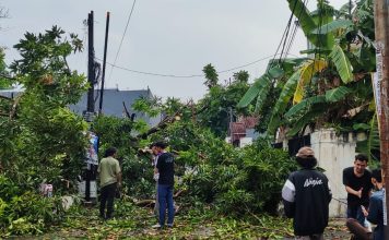 Hujan Disertai Angin Kencang Menyebabkan Pohon Tumbang Di Kota Serang