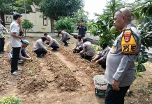 Polres Serang Tanam Cabai dan Terong Dukung Program Ketapang
