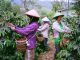 Imah Kopi Banten, Kolaborasi untuk Meningkatkan Ekonomi dan Ekowisata