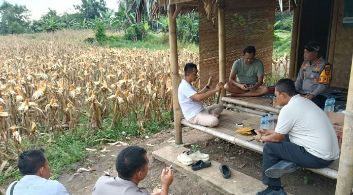 Kapolres Serang Cek Lahan untuk Panen Raya Jagung