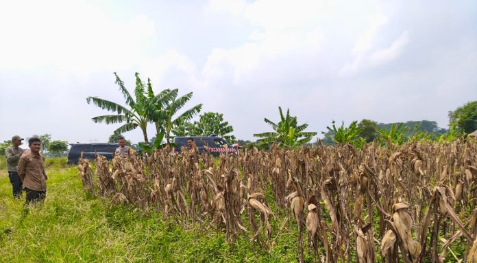 Polres Serang Akan Panen Raya Jagung ke Tiga