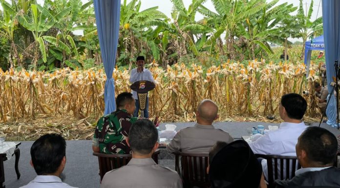 Polres Serang Kembali Panen Raya Jagung Seluar 5 Hektar