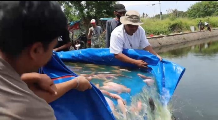 Polres Serang Kembali Tebar Ikan di Danau Puspemkab