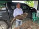 Binturong Jawa Hewan Dilindungi Ditangkap Warga di Pandeglang