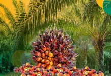 BPDPKS Dukung UMKM Sawit dan Desa Wisata, Workshop EPS Banten Segera Digelar