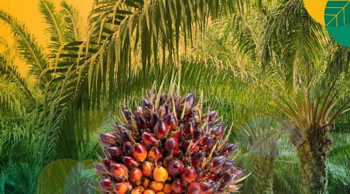 BPDPKS Dukung UMKM Sawit dan Desa Wisata, Workshop EPS Banten Segera Digelar